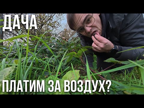 Видео: Что делать, если взносы на даче растут, а сад умирает?