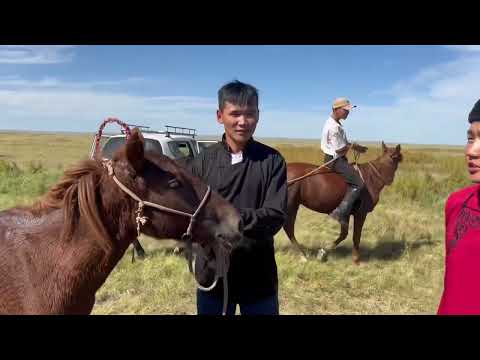 Видео: Дорнод аймгийн Матад сумын  "ӨГӨӨМӨР ОВОО"-ны тахилга баяр наадам хурдан даагны уралдаан