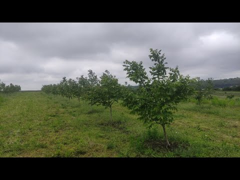 Видео: Не сади горіховий сад поки не подивишся це відео!!!