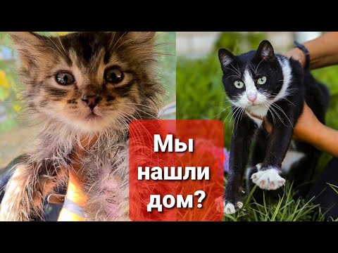 Видео: Влог: 😱🙈Пристроила ли я двух хвостиков?Пытаюсь поймать пса и кошку брошенных на трассе.