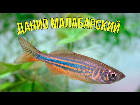 Видео: Идеальный Аквариум с Малабарским ДАНИО за 5 минут
