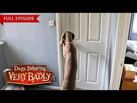 Видео: ПОМОГИТЕ! Мы больше не можем пускать детей к нам в гости из-за нашей собаки.