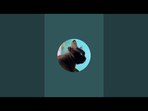 Видео: ЭКИПАЖ ДИВАНА в прямом эфире!
