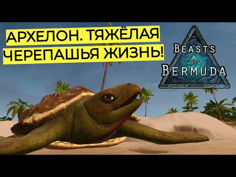 Видео: ЧЕРЕПАХА АРХЕЛОН. BEASTS OF BERMUDA. ЖИЗНЬ В ОПАСНЫХ ВОДАХ.  #beastsofbermuda