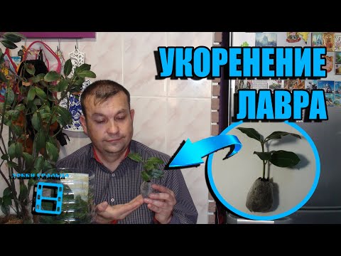 Видео: ЛУЧШИЙ СПОСОБ РАЗМНОЖЕНИЕ ЛАВРА БЛАГОРОДНОГО. ЧЕРЕНКОВАНИЕ ЛАВРА. ЭКЗОТИКА НА ПОДОКОННИКЕ