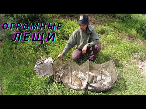 Видео: Снова ОГРОМНЫЕ РЕЧНЫЕ ЛЕЩИ! Лещ на реке летом. Летняя рыбалка на реке на фидер.