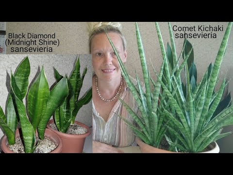 Видео: Пересадка сансевиерии Блэк Даймонд (Миднайт Шайн) и Комет Кичака #сансевиерия #комнатныерастения 
