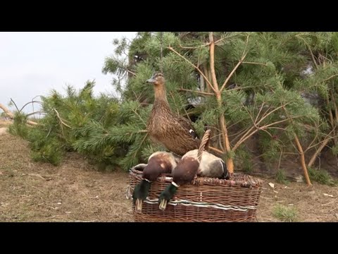Видео: Весенняя охота с подсадной уткой #2