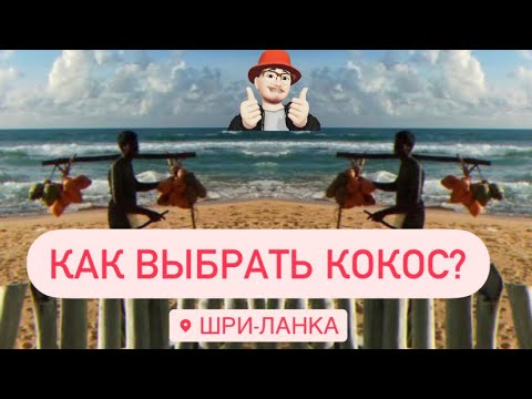 Видео: Шри Ланка 2023 цены | как открыть кокос? Сколько стоит?