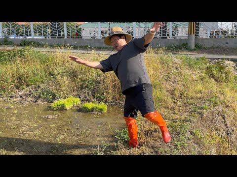 Видео: Я чуть не попал в мир иной, пока рис сажал...