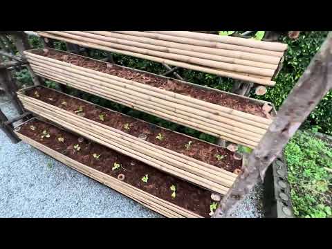 Видео: Секретный сад MASON в Pattaya