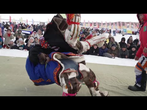 Видео: Богатыри Арктики | Ялэмдад нумгы 08.04.2022 г