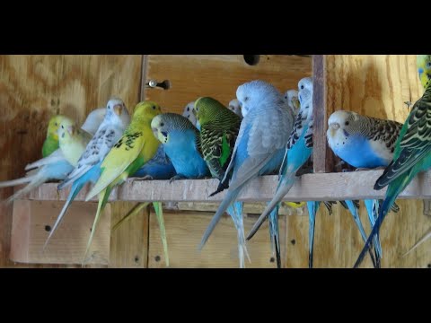 Видео: Начался сезон размножения Волнистых Попугаев.