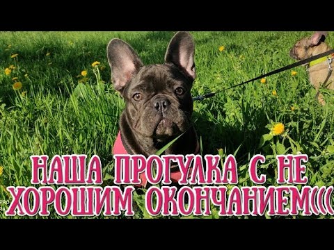 Видео: Один вечер из жизни заводчика. Идём гулять с Марси. Что произошло на собачьей площадке?