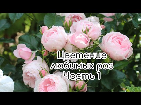 Видео: Цветение любимых роз в июльском саду. Часть 1. Флорентина, Ханс Гоневейн, Ла Вилла Котта и др.