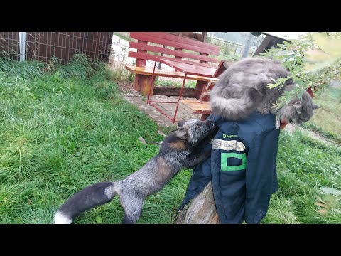 Видео: Лис с котом
