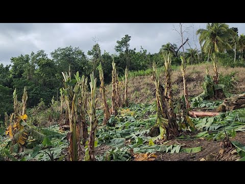 Видео: Показываю вам, что на ферме все еще есть что-то, слава богу.