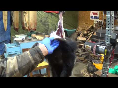 Видео: Профессиональная обработка меха скунса. Часть 1. Снятие шкуры и удаление эссенции