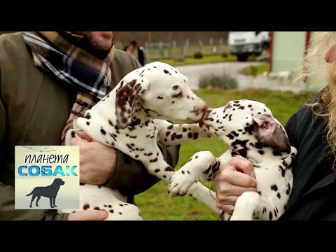 Видео: Далматин. Планета собак 🌏 Моя Планета