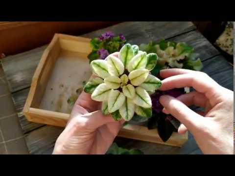 Видео: Фиалки с кроновой пестролистностью: особенности выращивания