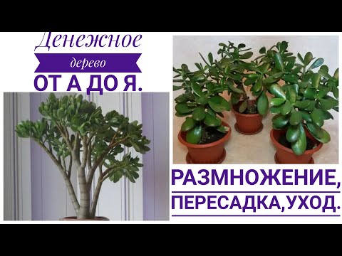 Видео: 🤑😍ДЕНЕЖНОЕ ДЕРЕВО от А до Я.РАЗМНОЖЕНИЕ,ПЕРЕСАДКА,УХОД.#комнатныерастения #домашниерастения #цветы