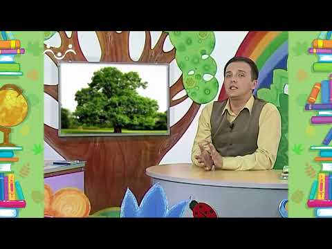 Видео: Школа Шишкиного Леса. Природоведение. Дуб