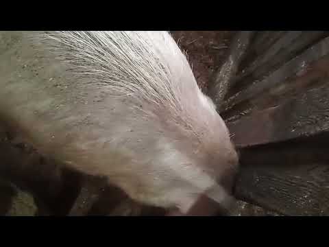 Видео: Маня и малыш.