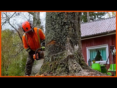 Видео: Удаление двух очень опасных берез