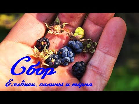 Видео: СБОР ЕЖЕВИКИ КАЛИНЫ И ТЁРНА. Осенний сбор ягод.