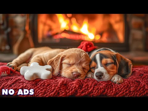 Видео: МУЗЫКА ДЛЯ СОБАК🐕‍🦺❤️Успокаивающая Музыка🐶Глубокая Тревога Разлуки🌟Расслабляющая Музыка Сна🎵