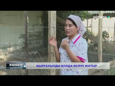 Видео: Қырғауылды қолда өсіріп жатыр