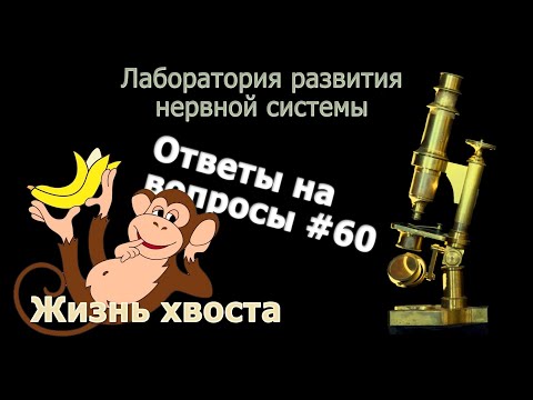 Видео: Жизнь хвоста