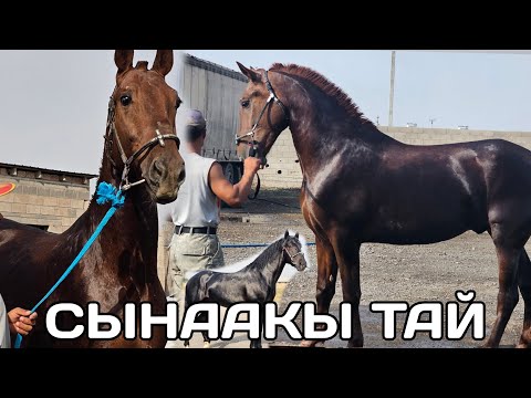 Видео: Актилектин аттары🔥10 сентября 2025 г.
