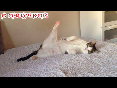 Видео: Приколы с котами! - С ОЗВУЧКОЙ!! Смешные коты! Самые смешные животные! ДО СЛЁЗ!!
