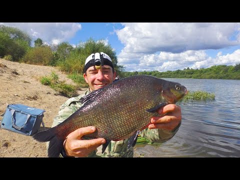 Видео: ВОТ это ЛЕЩИ!!! Почему я раньше сюда не приехал? Осенний ФИДЕР на Двине с ночевкой.