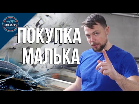 Видео: Как правильно покупать  малька