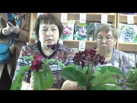 Видео: ДФ.Стрептокарпусы зимой. Е.Павлова