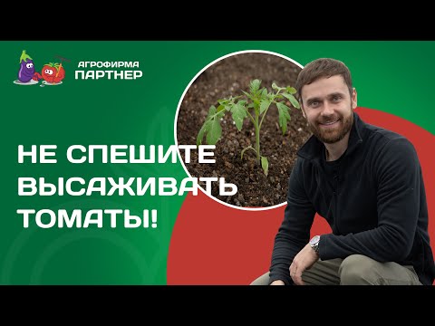 Видео: ВЫСАЖИВАЕМ ТОМАТЫ В ТЕПЛИЦУ! КАК ЗАМЕРИТЬ ТЕМПЕРАТУРУ ГРУНТА? И ЧТО ДОБАВИТЬ В ЛУНКУ?