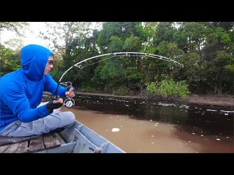 Видео: Под небольшим деревом передо мной часто прячутся рыбы