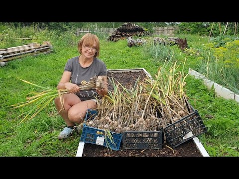Видео: Озимый чеснок в природном земледелии от посадки до урожая
