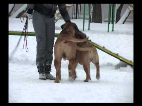 Видео: Бульмастиф Живой дом № 85