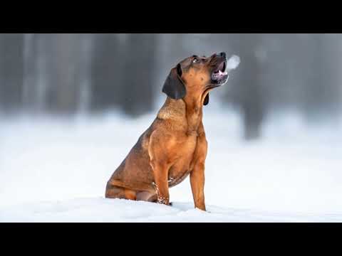 Видео: Гончие — живой голос охоты и природы