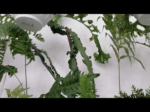 Видео: Как сделать заказ