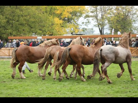 Видео: Над 2 000 фермери на животновъдното изложение в Сливен 2025
