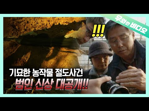 Видео: (Тайна) Наконец-то раскрыт серийный похититель редиса ...