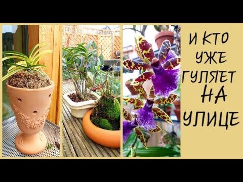 Видео: ОРХИДЕИ. Зигопеталум на блоке - содержание.