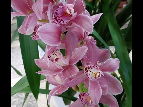 Видео: Цимбидиум: " Виват, король! Виват,король цветов!"