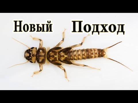 Видео: Новая Личинка Веснянки "Сибирский Лов"/ 100% рабочая!/ Stonefly Nymph