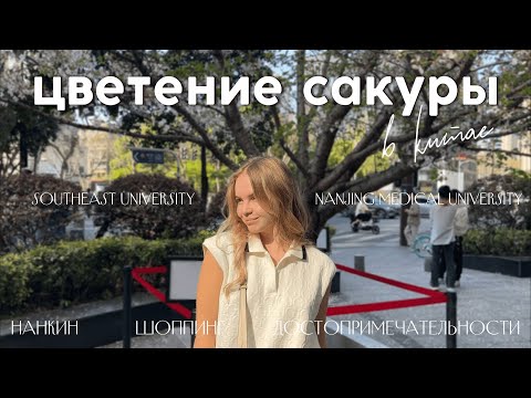 Видео: цветение сакуры и жизнь вокруг | нанкин, southeast university, nanjing medical university, влог