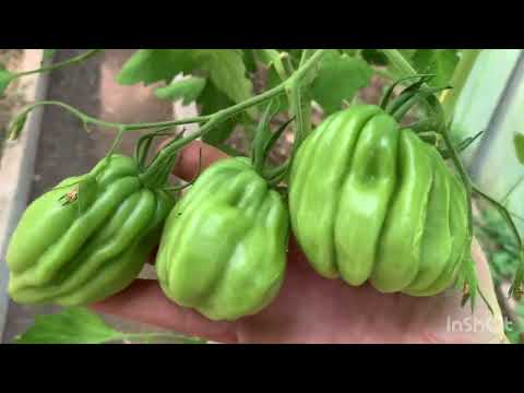 Видео: Большой обзор теплиц. Часть 1.